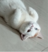 Guest_Keychan