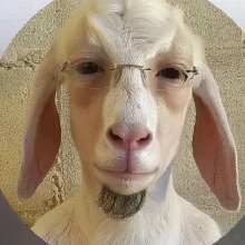 Guest_Shoniz2