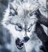 GhostWolf27