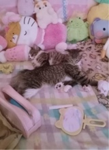 Guest_cat11154