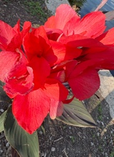 Guest_Larri697420
