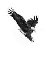 Guest_mohamed651722
