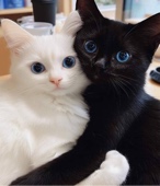 Guest_Kitten434298