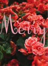 Guest_merry5