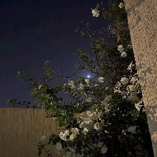 Guest_Agatha14536