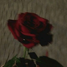 Guest_Ana772844