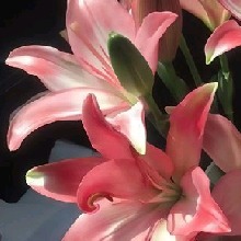 Guest_Aa496853
