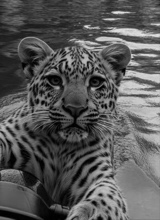Guest_bj530679