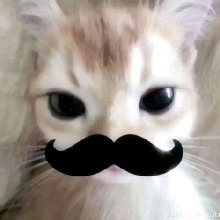 Guest_Miiyuk
