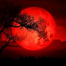 Guest_Vampi6