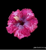 Guest_abby574529