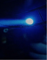 immagine avatar