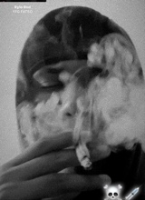 Guest_EBKDJ44