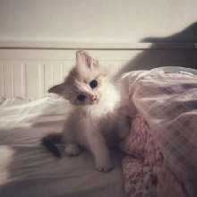 Guest_Kittyspp