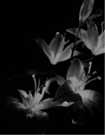 Guest_midnight279222