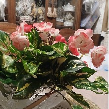 Guest_TracieB