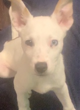 Guest_cheyanne8