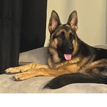 Vellie2