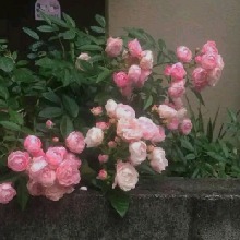 Guest_priorcarneliandd7a