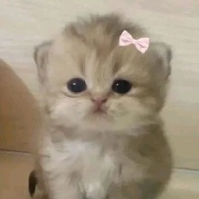 Guest_Yoonci