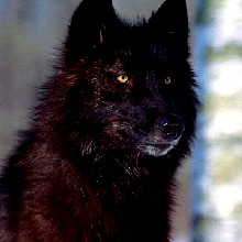 Guest_WOLFYHOT