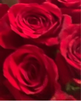 Guest_Rose137398