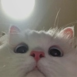 softpeche