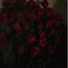 Guest_Neyla276832