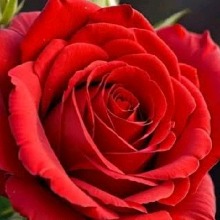 Guest_KHUNIGUDIYA