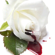 Guest_SafiraS67