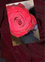 Guest_jasmine215647