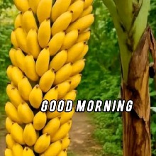 Guest_Haris32