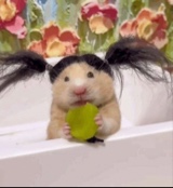 junebudpeachyellf1be