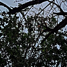Guest_LudmiVelez