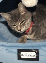 Snoozee