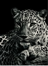 Guest_Tania619077