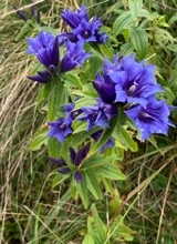Xiiltha