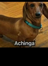 xoxoALG
