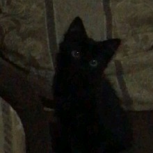 Guest_Mewcha