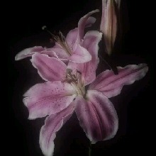 Guest_Alayna208476