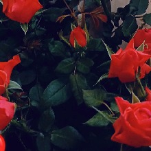 Guest_Raluca31