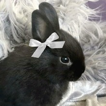 Guest_gothdoll3