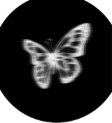 immagine avatar
