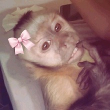 Guest_triumvirpinksher00ca