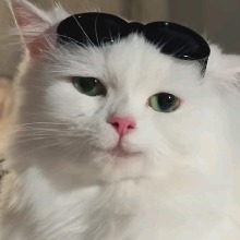 Guest_Lufelll
