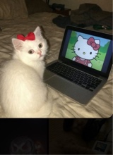 Guest_Laurae22