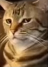 Guest_Victoriya