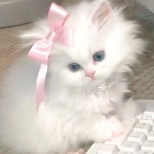 Guest_Yasmina879548