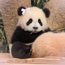 Guest_Kalixia1