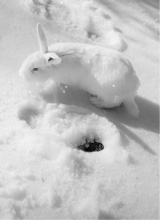 xLunarBunny